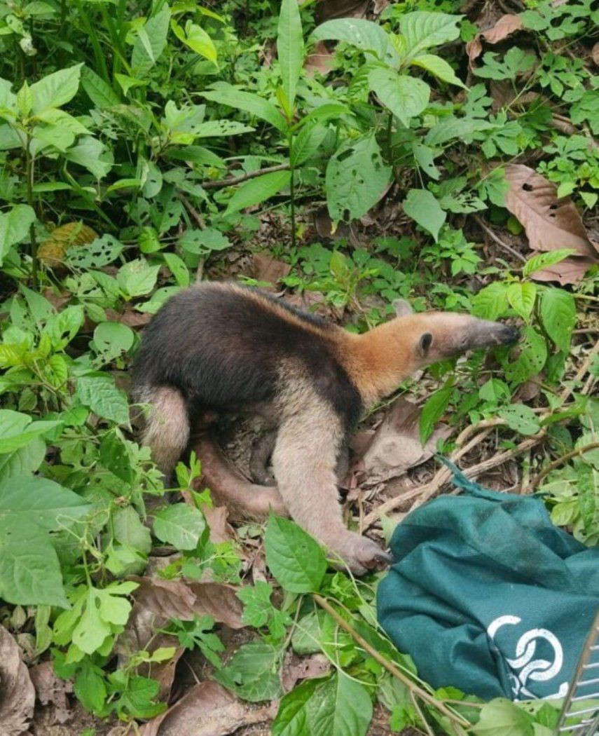 Oso hormiguero rescatado en Los Santos.