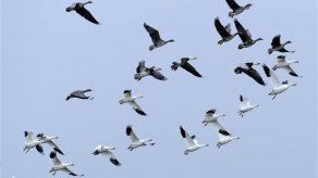 Animales necesitarán autopistas para migrar hacia climas más templados