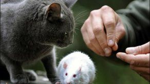 Gatos y ratas trabajan juntos en escuadrón anti explosivos