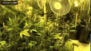 Las primeras cosechas de marihuana en Uruguay