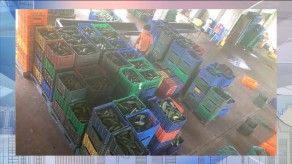 Productores de pepino en Bugaba piden ayuda al IMA Productores de pepino en Bugaba piden ayuda al IMA