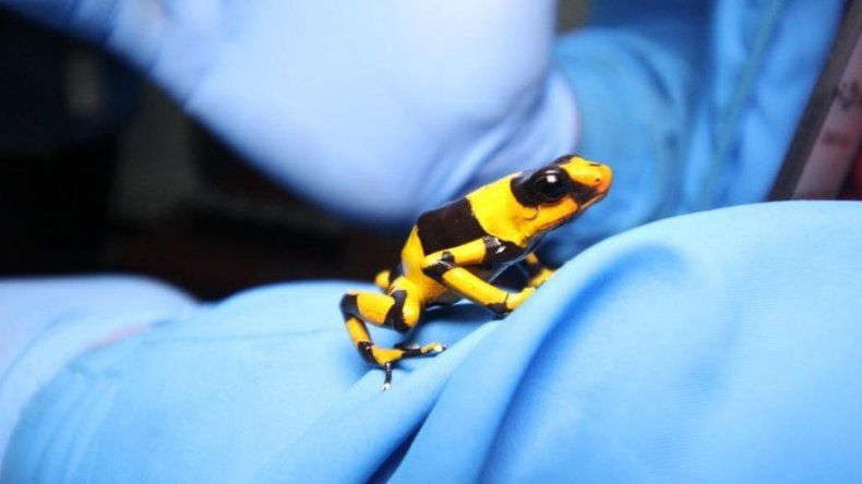 Decomisan en Bogotá 400 ranas venenosas que serían enviadas a Alemania