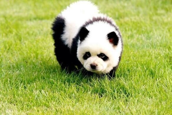 Italia cierra un circo que exhibía perros Chow Chow camuflados de osos panda