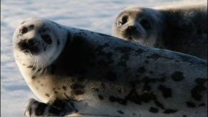Hallan los cuerpos sin cabeza de seis cachorros de foca en Nueva Zelanda