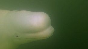 La bahía de Hudson en Canadá