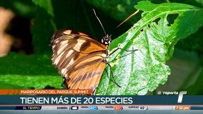 TR Verde: Mariposario del Parque Summit
