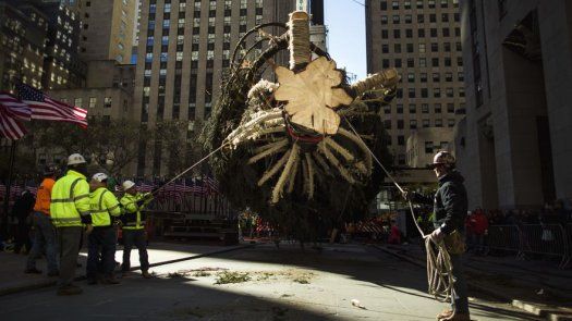 Colocan árbol de Navidad en el Rockefeller Center en NY