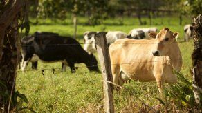 Mida ha sacrificado 117 animales por casos de brucelosis en Chiriquí Mida ha sacrificado 117 animales por casos de brucelosis en Chiriquí