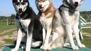 Perros siberianos de hace miles de años dependían de los humanos para alimentarse