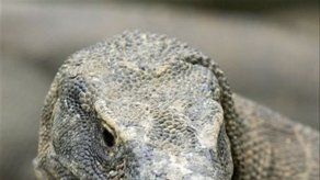 Una anciana se libra de un dragón de Komodo de una patada