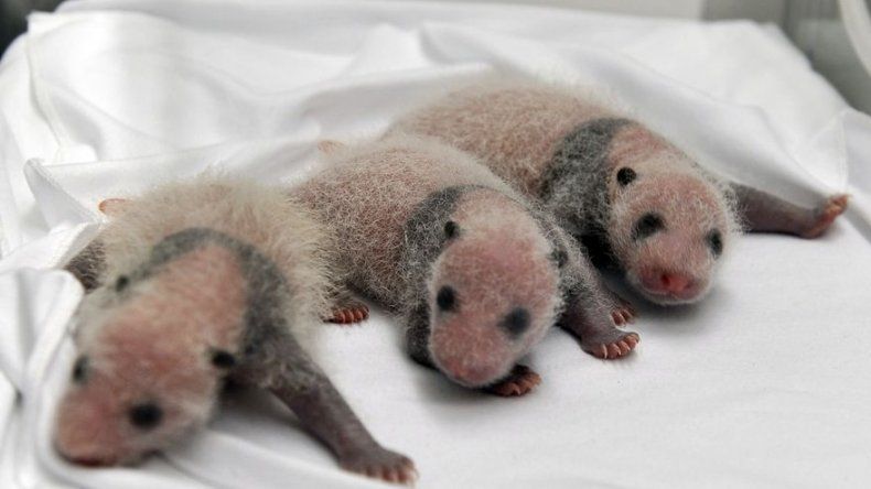 Pandas trillizos nacen en China