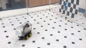 Científicos logran entrenar ratas para conducir diminutos vehículos