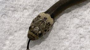 Tras descubrir la serpiente, llamó a una organización de rescate de vida silvestre.