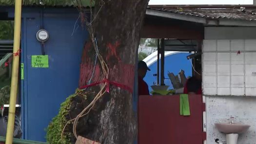 MiAmbiente frena tala de árboles en Vía España. MiAmbiente frena tala de árboles en Vía España.