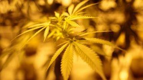 Florida aprobará la marihuana medicinal en noviembre