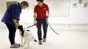 Perros huelen cáncer de los ovarios