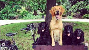 James Middleton pide ayuda para recuperar su bicicleta con remolque para perros