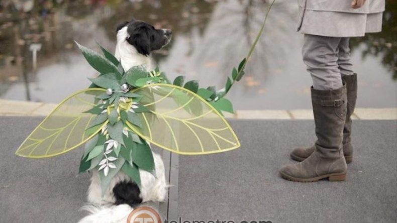 Desfile Reindog en Atlanta EE.UU