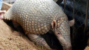 Cinco peruanos detenidos por utilizar armadillos para rituales mágicos