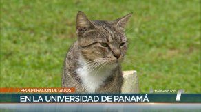 UP busca soluciones por proliferación de gatos en campus central