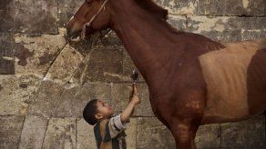 El peluquero de burros en El Cairo