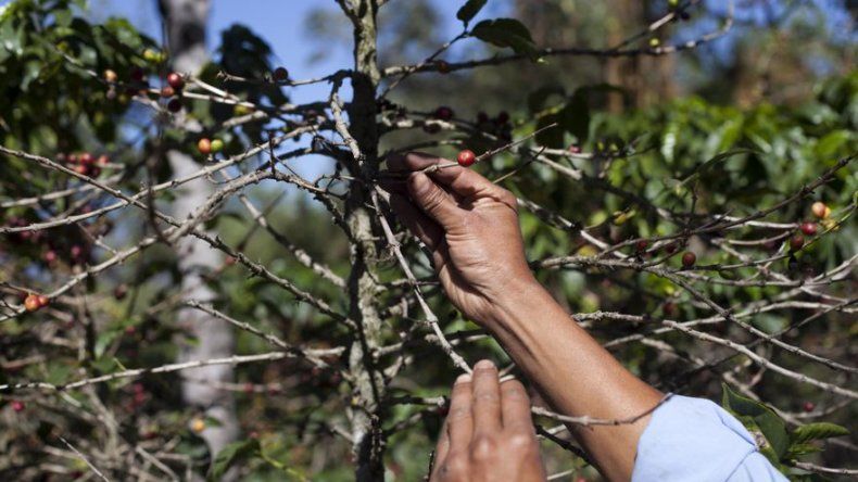 Guatemala desarrolla nueva variedad de café resistente a la roya