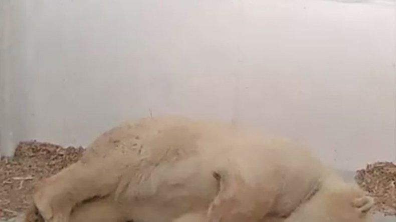 Zoo de Berlín celebra nacimiento de oso polar, en video