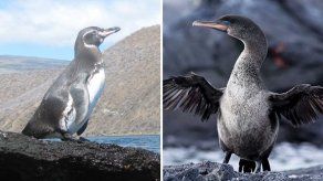 Galápagos registra cifras récord de pingüinos y cormoranes