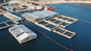 Rusia liberará a ballenas y orcas tras la mediación de Jean-Michel Cousteau