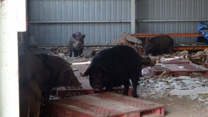 Cerdos, jabalíes y mapaches invaden pueblos abandonados por Fukushima
