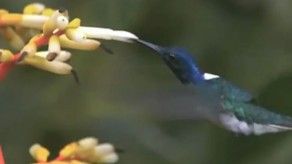 Población de colibrí en peligro de extinción