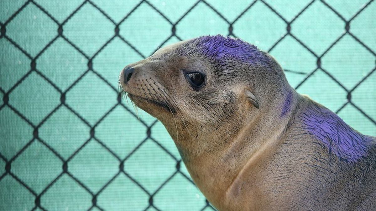 Aumenta muerte de leones marinos en costas de California