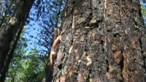 Escarabajo asesino causa la mayor masacre de árboles