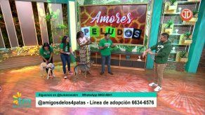 Tu Mañana celebra el Día Mundial del Perro