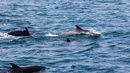Ruido de motores afecta la detección de cantos de ballenas. Ruido de motores afecta la detección de cantos de ballenas.