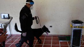 Esta enfermedad tiene un olor y, aunque los humanos no pueden percibirlo, estos canes sí.