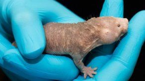 Ratas topo desnudas son usadas para estudio de cáncer