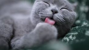 Día internacional del Gato