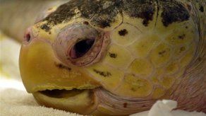 Fracasa intento de reproducir tortuga en extinción