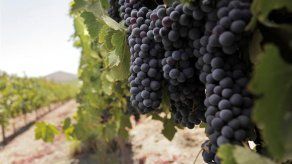 1.800 millones de personas toman al menos una botella de vino chileno por año