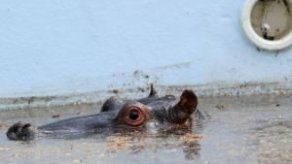 Hipopótamo atrapado en piscina en Sudáfrica muere durante rescate