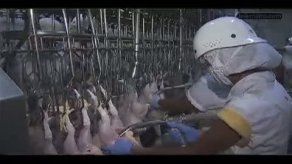 Algis Torres: procesadora avícola de San Miguelito tenía  todo en orden