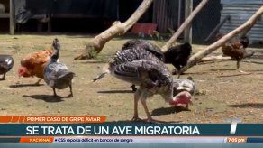 Asociación Nacional de Avicultores refuerza medidas de bioseguridad tras primer caso de gripe aviar