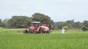 Productores de arroz de Alanje piden apoyo al MIDA Productores de arroz de Alanje piden apoyo al MIDA