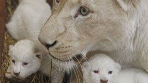 Leona blanca tiene trillizos