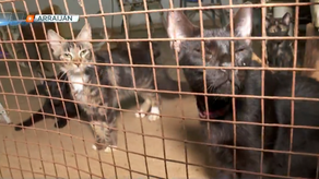 Hallan 200 gatos hacinados en depósitos; denuncian rituales
