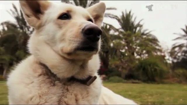 Un canal de televisión para perros, el último grito en ocio canino