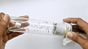 Descubierto un anticuerpo capaz de neutralizar el virus del dengue