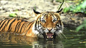 Una tigresa se come a sus dos cachorros en un zoo de Jerusalén