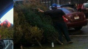 Acodeco investigará denuncia sobre venta de arbolitos pintados